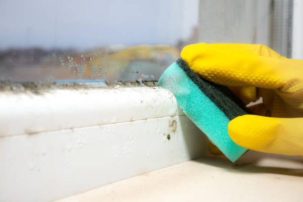 Best Commercial Mold Remediation in Apollo Beach, FL